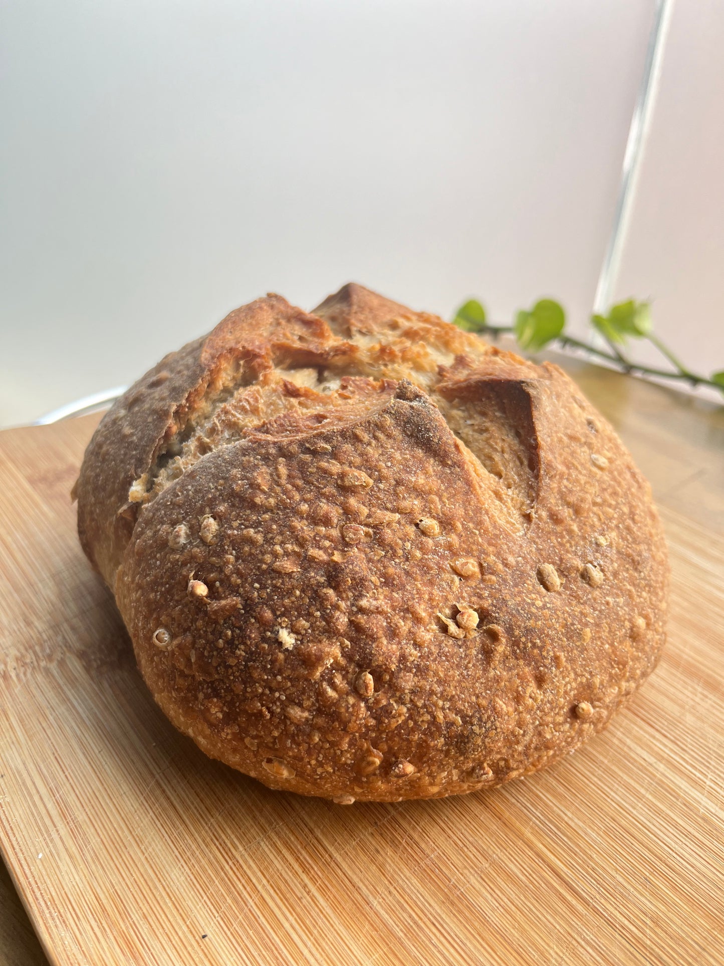 Barley -Whole Wheat Sourdough